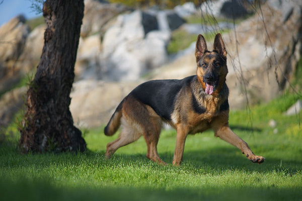 A happy German Shepherd in a field