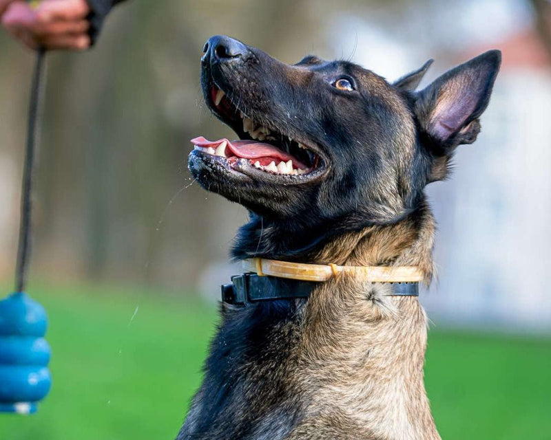 Happy Belgian Malinois Dog breed on a leash with a blue ball, looking up.