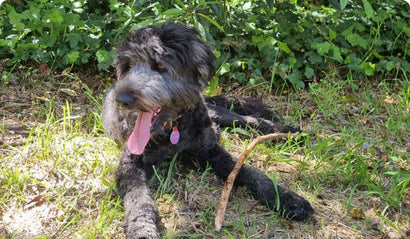 Grey dog lying in grass