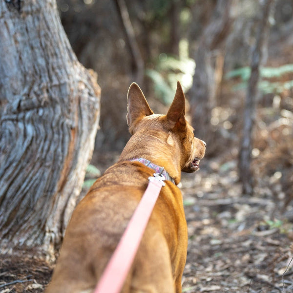 Walking a kelpie on leash