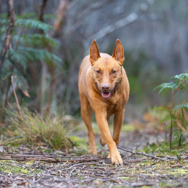Adult red kelpie walking in a park