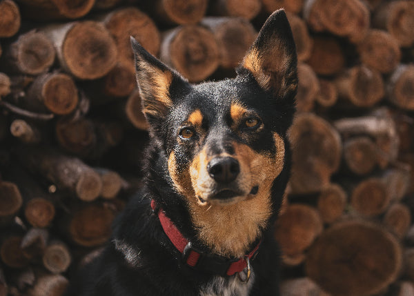 Black and Tan Kelpie