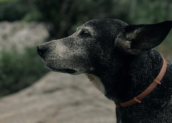 A senior black kelpie