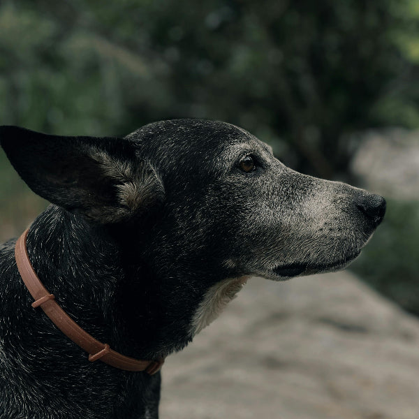 Senior black kelpie