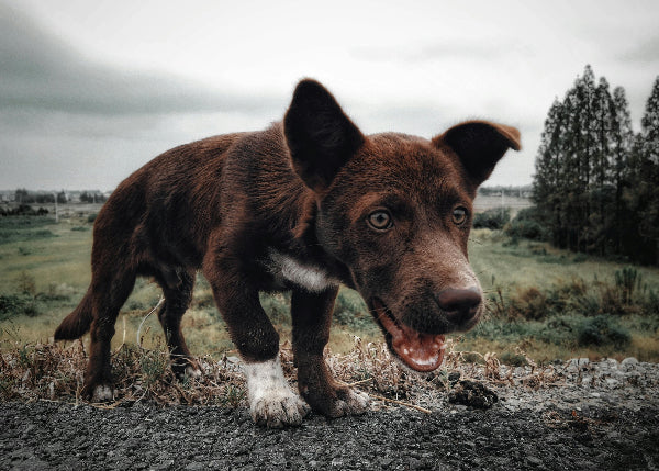 Chocolate kelpie