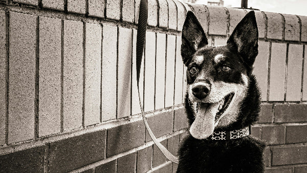 Old photo of a kelpie