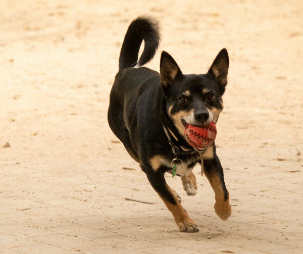 kelpie playing with a ball in his mouth