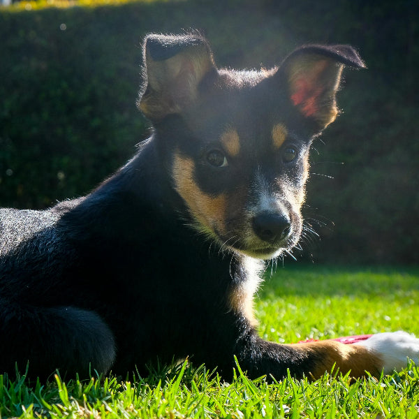 Kelpie Puppy looking at the camera