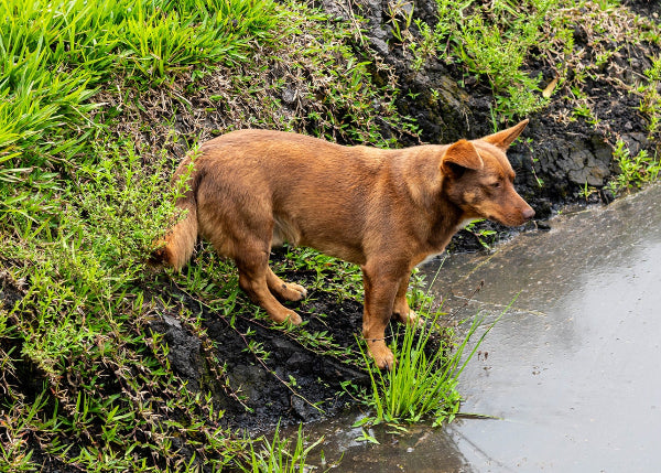 Red and tan Kelpie