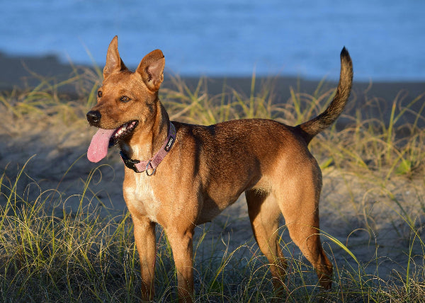 Red kelpie
