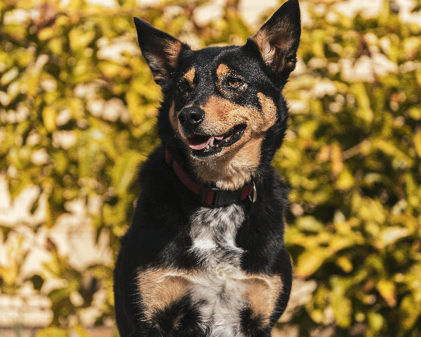 Australian Kelpie in a garden