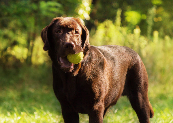 Labraschnauzer Labrador Retriever Guide: Temperament, Size, Health & Care – Petzyo