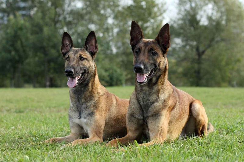 mahogany Belgian Malinois dog breed