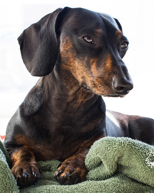 Miniature Dachshund