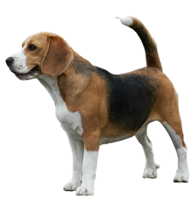Healthy dog standing alert, showcasing a shiny coat and ideal weight from a balanced dog food diet