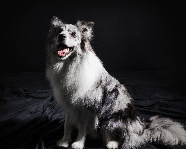 Marley Border Collie in a dark room