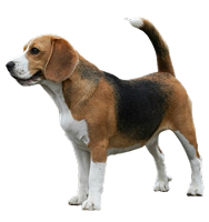 Healthy dog standing alert, showcasing a shiny coat and ideal weight from a balanced dog food diet