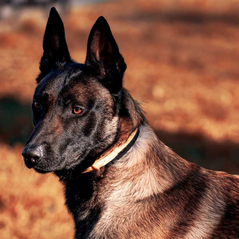 senior Belgian Malinois dog
