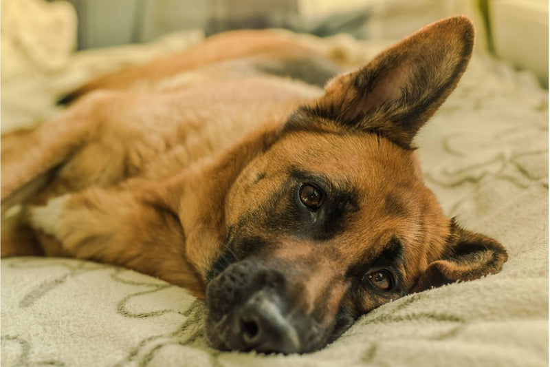 sick Belgian Malinois Dog lying on a bed