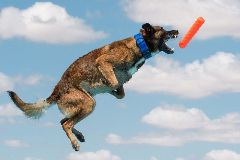 training a Belgian Malinois dog to catch a red Frisbee 