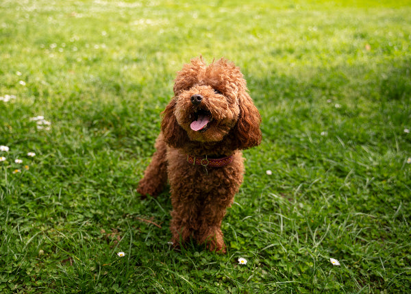 Cavoodle on grass
