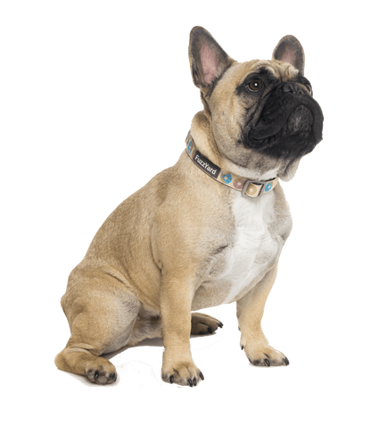 Fuzzyard Dog Collar - Go Nuts - Multiple Sizes - Petzyo