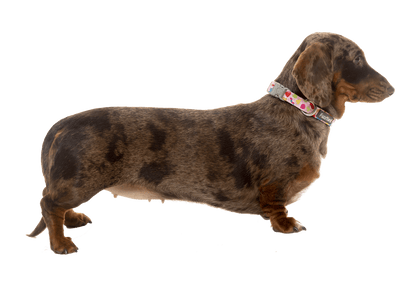 Fuzzyard Dog Collar - Jelly Bears - Multiple Sizes - Petzyo