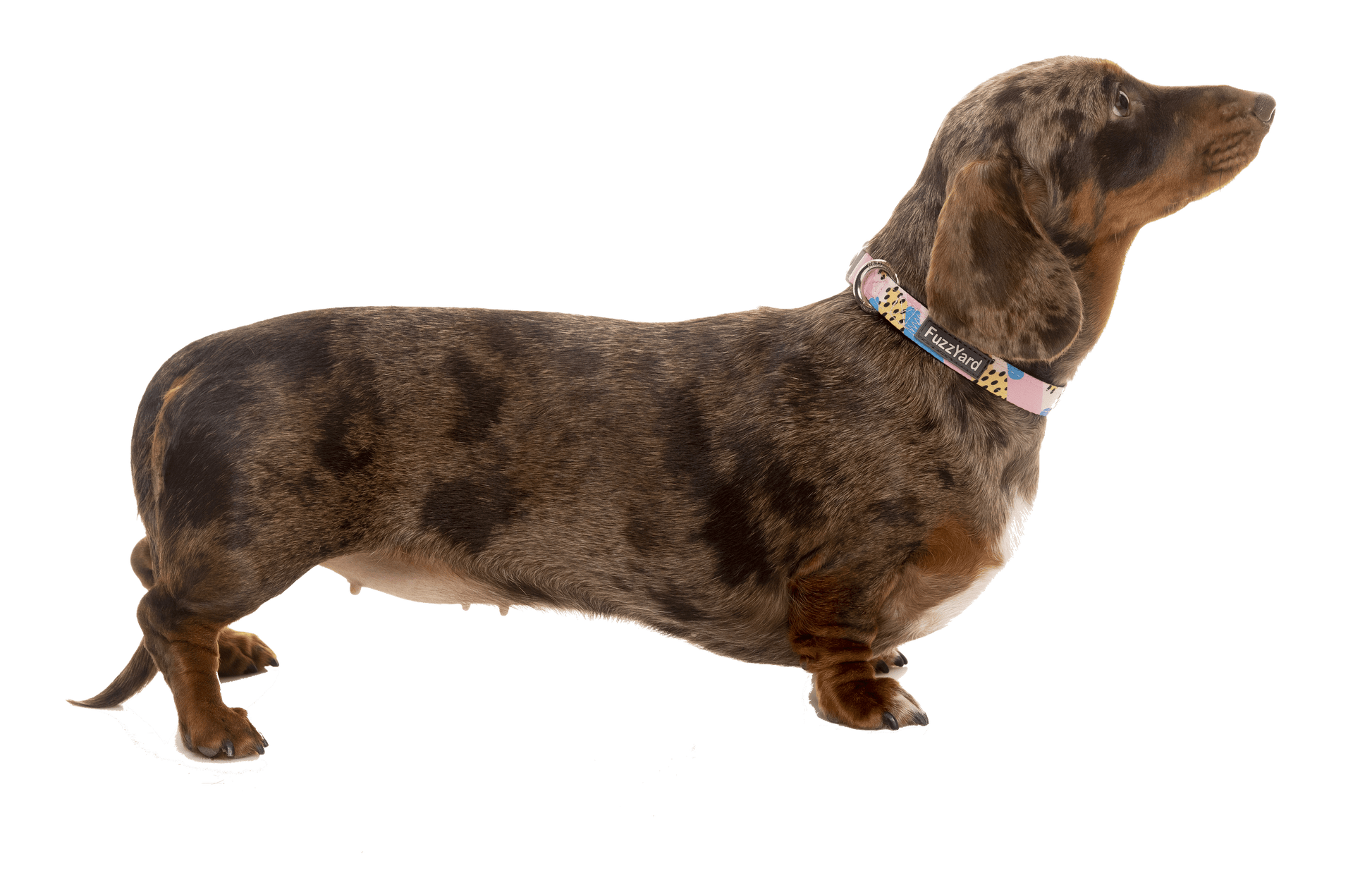 Fuzzyard Dog Collar - Jiggy - Multiple Sizes - Petzyo