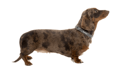 Fuzzyard Dog Collar - Northcote - Multiple Sizes - Petzyo